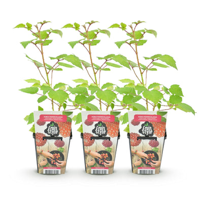 GreenboutiQ Japanische Weinbeere (Rubus Phoenicolasius) - 3 Pflanzen
