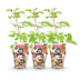 GreenboutiQ Japanische Weinbeere (Rubus Phoenicolasius) - 3 Pflanzen Bild 2