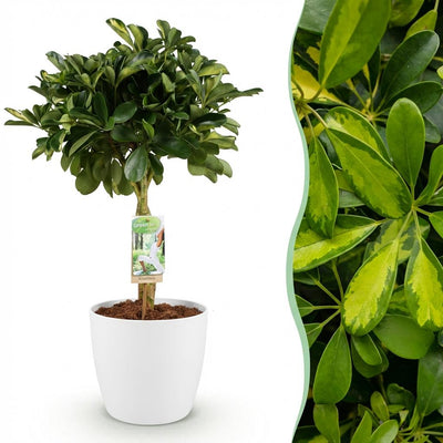 Schefflera Gold Capelle Fingerbaum: Pflegeleichte Zimmerpflanze mit Topf