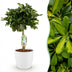 Schefflera Gold Capelle Fingerbaum: Pflegeleichte Zimmerpflanze mit Topf Bild 1