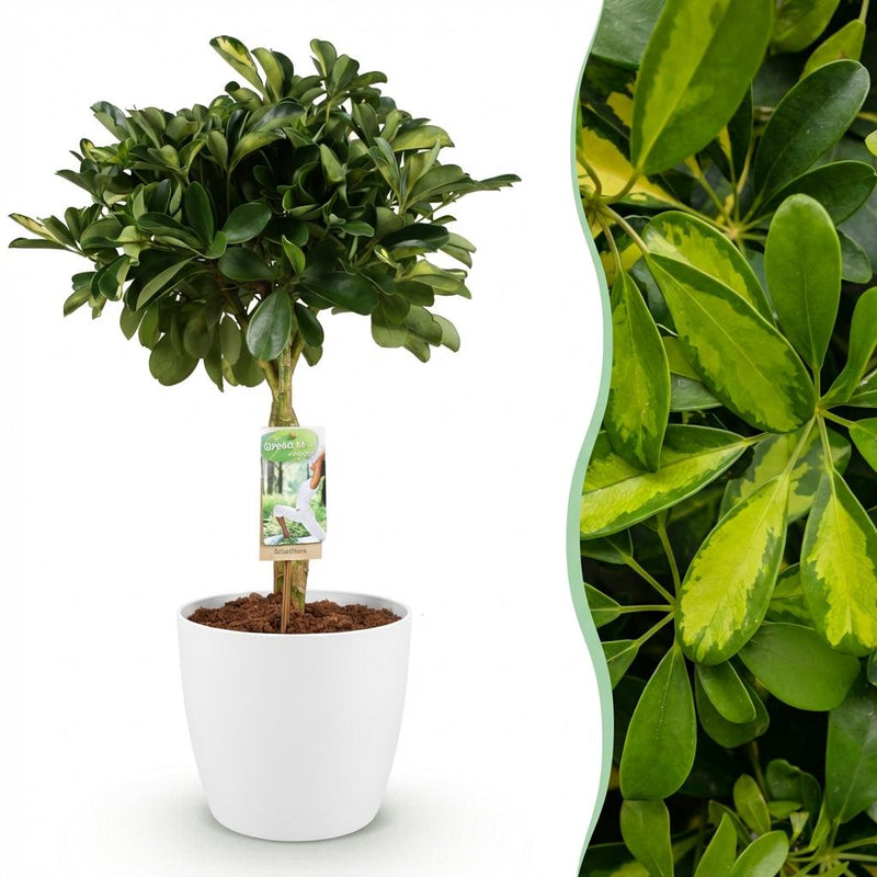 Schefflera Gold Capelle Fingerbaum: Pflegeleichte Zimmerpflanze mit Topf