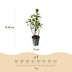 GreenboutiQ Liguster Ovalifolium Aureum: 8 Gelb-Grüne Heckenpflanzen, 1m Bild 3