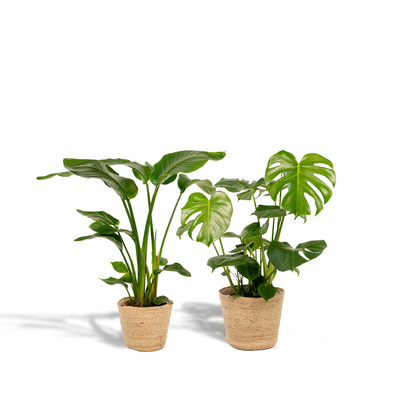 Tropenpflanzen Set: Strelitzia Nicolai & Monstera mit Korb
