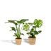 Tropenpflanzen Set: Strelitzia Nicolai & Monstera mit Korb Bild 1
