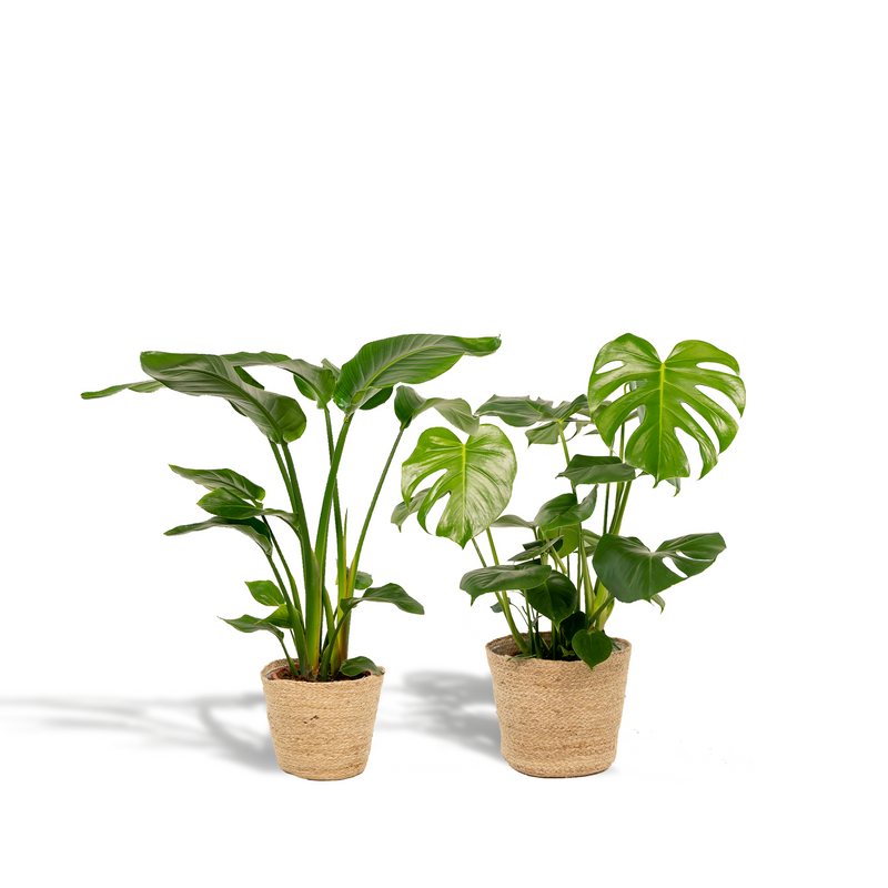 Tropenpflanzen Set: Strelitzia Nicolai & Monstera mit Korb