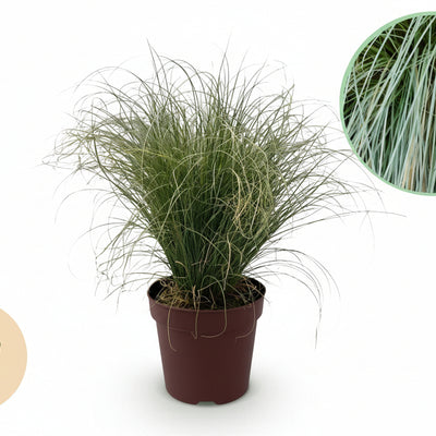 GreenboutiQ Ziergras Carex comans Frosted Curls - 4 Pflanzen