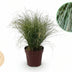 GreenboutiQ Ziergras Carex comans Frosted Curls - 4 Pflanzen Bild 1