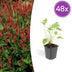 Persicaria amplexicaulis Perennial | Red Flowers | Pack of 48 Bild 1