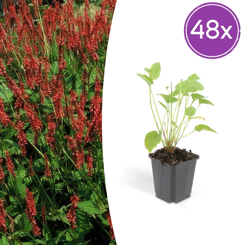 Persicaria amplexicaulis Perennial | Red Flowers | Pack of 48
