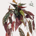 Kunst-Begonie Maculata 'Forellenbegonie' 80cm – Exotische Deko Bild 3