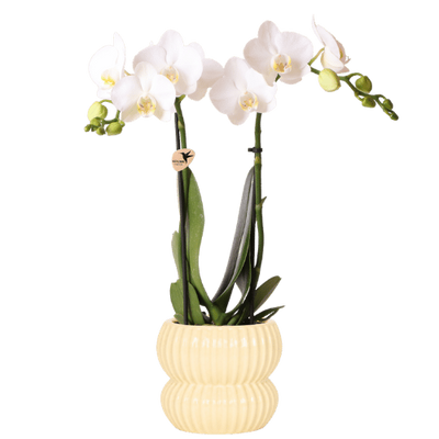 Weiße Amabilis Orchidee im gelben Horizon Übertopf (Ø9cm)