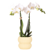 Weiße Amabilis Orchidee im gelben Horizon Übertopf (Ø9cm) Bild 1
