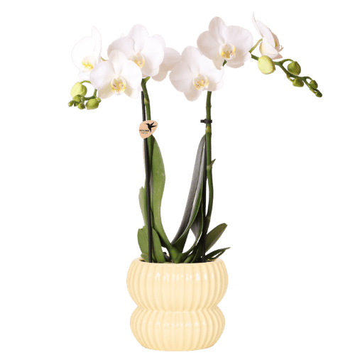 Weiße Amabilis Orchidee im gelben Horizon Übertopf (Ø9cm)