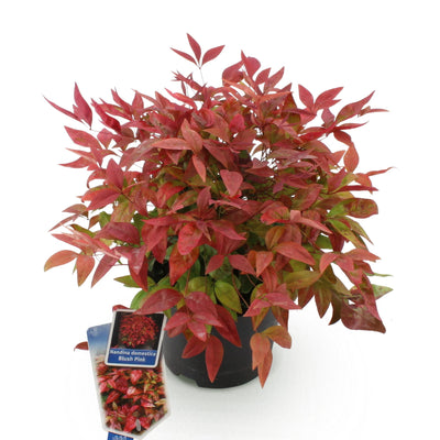 GreenboutiQ - Garden Plant - Nandina Blush Pink - Dark Pink - 1 Plant - Evergreen - Low Maintenance - Pot 17cm Height 40cm