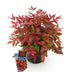 GreenboutiQ - Gartenpflanze - Nandina Blush Pink - Dunkelrosa - 1 Pflanze - Immergrün - Wenig Pflege - Topf 17cm Höhe 40cm Bild 2