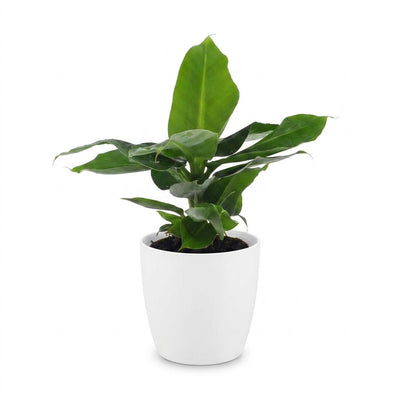 Green boutiQ - Musa Oriental Dwarf - Oriental Dwarf Banana - 1 Plant - with White Pot - Pot 12cm - Height - 30cm