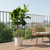 Ficus Lyrata Baum XXL, 200 cm, Geigenfeige, Große Blätter Bild 3