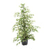 Ficus benjamina 'Twilight' – Elegant Houseplant for Your Home Bild 1