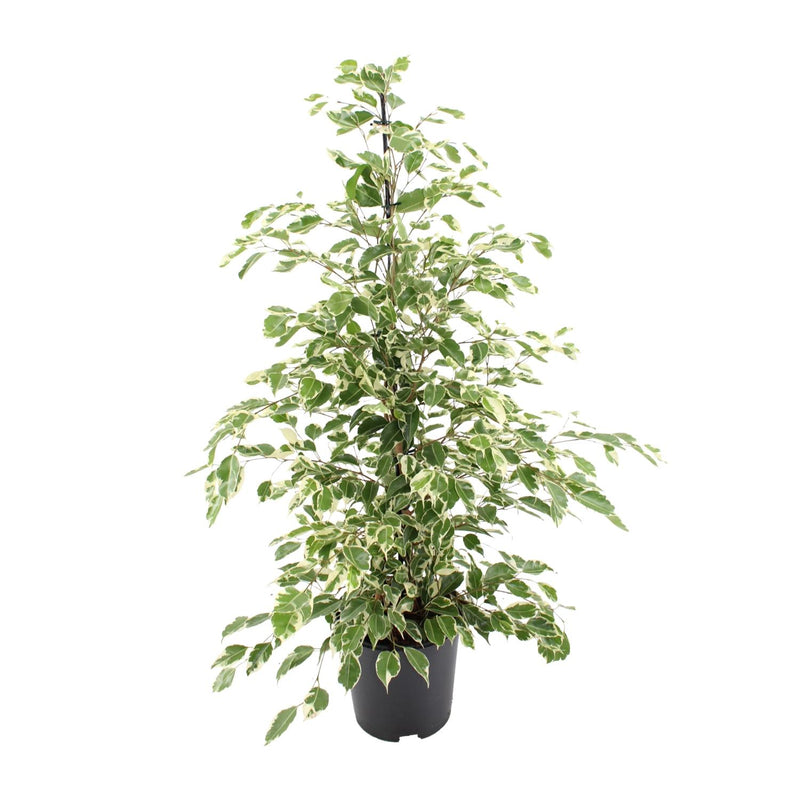 Ficus benjamina 'Twilight' – Elegant Houseplant for Your Home