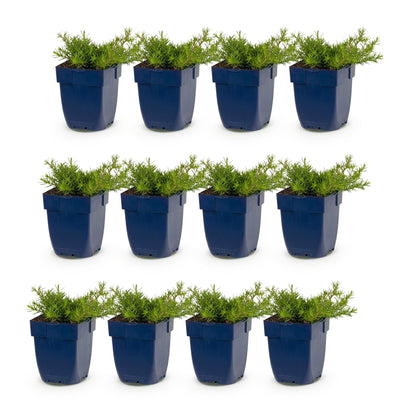 Green boutiQ - Perennial - Phlox MacDaniel's Cushion - Flame Flower - Ground Cover - Dark Pink - 12 Plants - Pot 11cm - Height 15-25cm