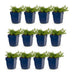 Green boutiQ - Perennial - Phlox MacDaniel's Cushion - Flame Flower - Ground Cover - Dark Pink - 12 Plants - Pot 11cm - Height 15-25cm Bild 7