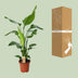 Strelitzia Nicolai 'Paradiesvogelblume' Ø19cm, 90cm hoch Bild 4