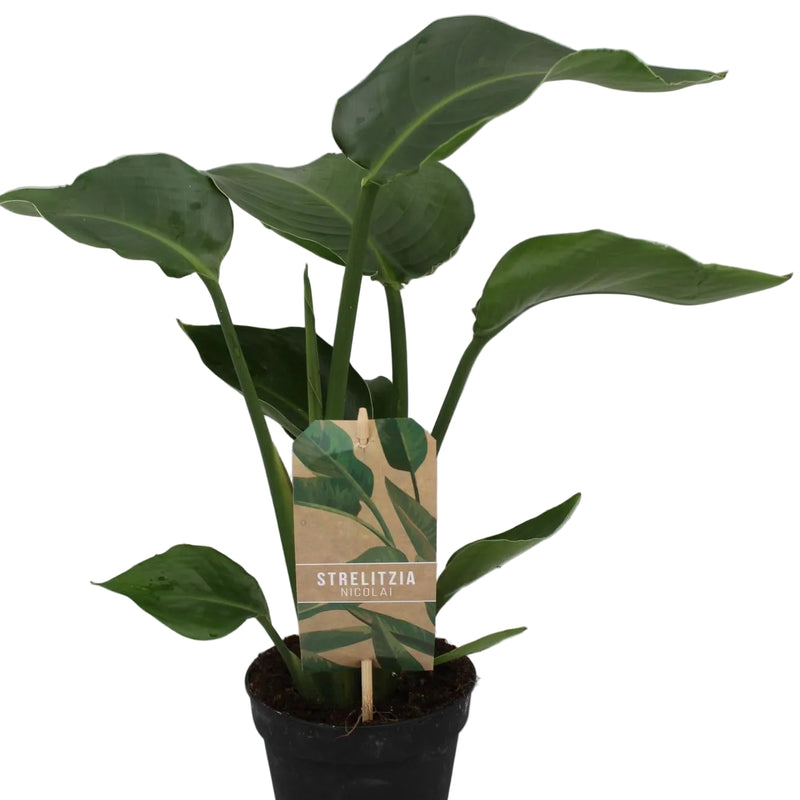 Strelitzia Nicolai P13 - Exotische Zimmerpflanze im 13cm Topf