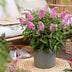 Buddleja davidii Butterfly Candy Little Pink, Butterfly Bush Bild 7