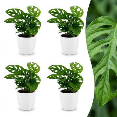 Green boutiQ - Monstera Adansonii - Monstera Adansonii - 4 Pflanzen - mit Potter Wit - Topf 12cm - Höhe - 25cm