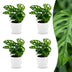 Green boutiQ - Monstera Adansonii - Monstera Adansonii - 4 Pflanzen - mit Potter Wit - Topf 12cm - Höhe - 25cm Bild 1