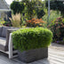 Fargesia 'Moontears' Boobux Bambus - Ø29cm - ↕70cm Bild 6