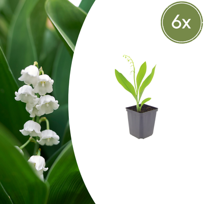 6x Maiglöckchen (Convallaria majalis) - 10-25cm - Topf Ø9cm