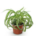 Chlorophytum comosum Bonnie: Lockige Graslilie, haustierfreundlich Bild 2