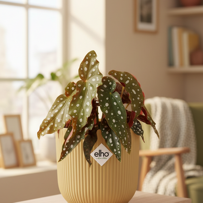 Begonia Maculata + ELHO Vibes Fold 14cm geel