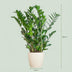 Zamioculcas Zamiifolia (ZZ-Pflanze) im weißen Topf, 80cm Bild 2