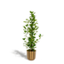 Ficus Microcarpa Moclame in Mayk Gold Pot, 95cm Bild 1
