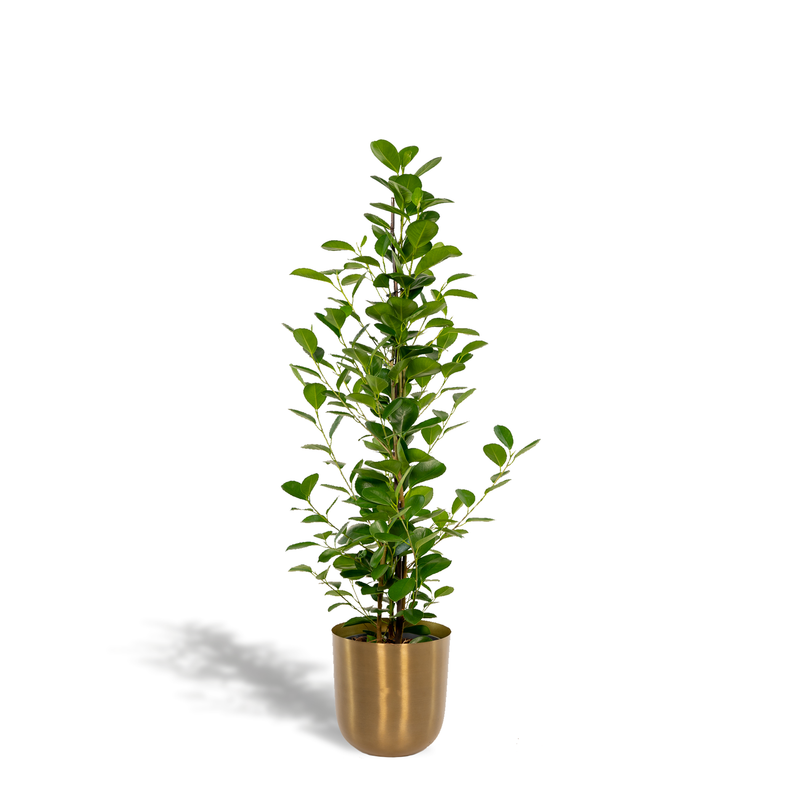 Ficus Microcarpa Moclame in Mayk Gold Pot, 95cm