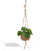 Kokodama Pilea Peperomioides - Chinesischer Geldbaum Ø15cm Bild 1