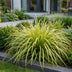 Green boutiQ - Grasses - Carex oshimensis Evergold - Japanese Sedge - Evergreen - Yellow-Green - 1 Plant - Pot 11cm - Height 15-25cm Bild 6