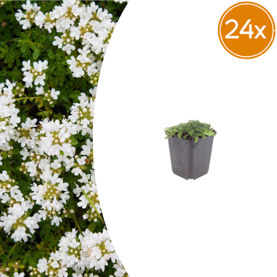 24x Thymus praecox 'Albiflorus' - Bodendecker - 10-25cm - Ø9cm