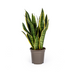 Bogenhanf Sansevieria Futura Superba - Pflegeleicht & Dekorativ Bild 1