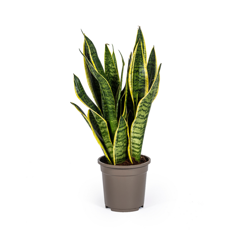 Bogenhanf Sansevieria Futura Superba - Pflegeleicht & Dekorativ