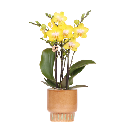 Kolibri Orchids | Gelbe Albenga Orchidee + Bold Cognac Übertopf – Topfgröße Ø9cm | blühende Zimmerpflanze – frisch vom Züchter