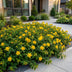 Hypericum Calycinum 'Johanniskraut' - 12 Pflanzen, Gelb Bild 6