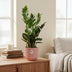 ZZ-Pflanze (Zamioculcas) 45-50cm, rosa ELHO Topf Bild 3