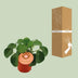 Pilea Peperomioides im 11cm Topf – Chinesische Geldpflanze Bild 4