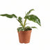 Philodendron White Princess B Grade, Ø12cm, ↕30cm Bild 1