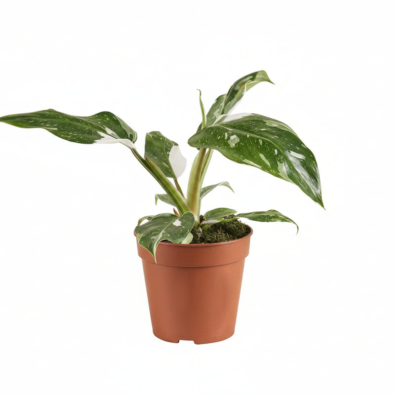 Philodendron White Princess B Grade, Ø12cm, ↕30cm