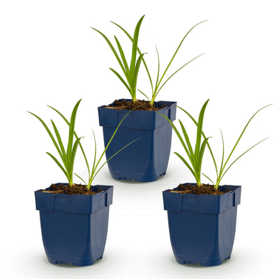 Green boutiQ - Perennial - Agapanthus africanus Albus - African Lily - Bee and Butterfly Attractors - White - 3 Plants - Pot 11cm - Height 15-25cm