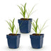 Green boutiQ - Perennial - Agapanthus africanus Albus - African Lily - Bee and Butterfly Attractors - White - 3 Plants - Pot 11cm - Height 15-25cm Bild 2